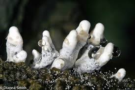 Image result for Xylaria polymorpha