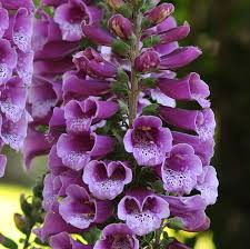 Image result for Digitalis purpurea