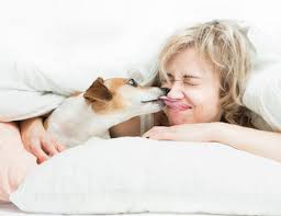 Maybe you would like to learn more about one of these? Can Eating Cat Litter Box Contents Make My Dog Fat