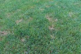 How To Get Rid Of Red Thread In Your Lawn Tomlinson Bomberger