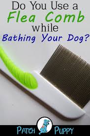 How to use a flea comb (step by step) step 1: Best Natural Flea Shampoo For Dogs Diy My Top 3 Picks Patchpuppy Com Flea Bath For Dogs Flea Shampoo For Dogs Diy Dog Stuff