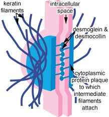 This communication happens through proteins known as communicating junction. Epithelia The Histology Guide