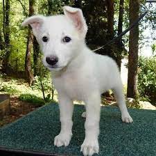 Rich red german shepherd puppies wisconsin puppies for sale. Pure White German Shepherd Puppies For Sale In Milwaukee Wisconsin Classified Americanlisted Com