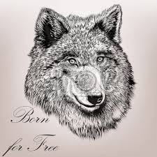 Klicken sie hier und holen sie sich inspirationen! Schone Hohe Detaillierte Hand Zeichnen Wolf Realistischen Vektor Wandposter Poster Innenarchitektur Schone Wolf Myloview De