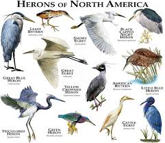North America Bird Identifier By Picture Herons Of The United States Poster Print Field Guide Etsy In 2020 Backyard Birds Birds Butterflies Heron