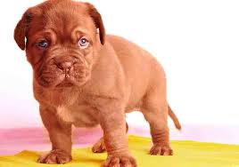 It is a very powerful dog, with a very muscular body yet retaining a harmonious general outline. How To Care For A Mastiff Puppy 8 Helpful Tips For A Healthy Dog