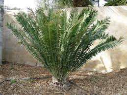 Image result for Encephalartos chimanimaniensis