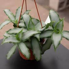 Image result for Murdannia stricta