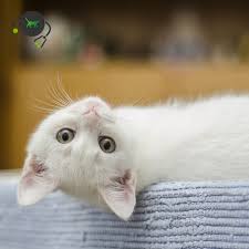 We did not find results for: Feline Chlamydiosis Cat Genimal Biotechnologies