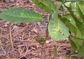 Image result for Tabernaemontana pachysiphon