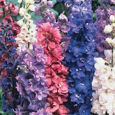 This is a perennial that has bright orange flowers that will attract butterflies and other pollinators to your garden space. Delphinium How To Care Michigan Bulb Company