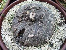 Image result for Neorautanenia