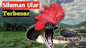 We did not find results for: 5 Siluman Ular Terbesar Di Indonesia Panjangnya Sampai 12 Km Youtube