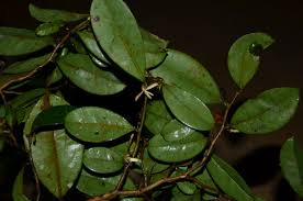 Image result for Xylopia wilwerthii