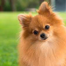 Pomerania Zaragoza Added A New Photo Pomerania Zaragoza