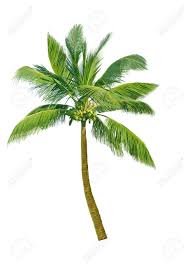 design element coconut tree isolated on white stock photo picture and royalty free image image 4246769 design element coconut tree isolated on white