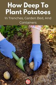Cramming your potatoes in is a false economy, the result being very small spuds, if you're lucky enough to get any at all. How Deep To Plant Potatoes In Trenches Garden Bed Containers