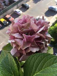 We did not find results for: Ask A Question Forum Brown Spots On My Hydrangea Stems Plus Yellowish Leaves And Dry Flowers Garden Org