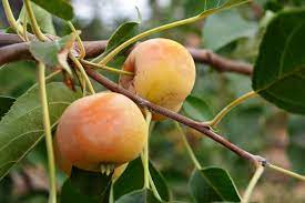 Heirloom Fruit Trees For Home Farm Trees Of Antiquity Rooted Organic Crabapple Tree Crab Apple Fruit Tree Nursery