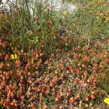 Image result for Hermannia eenii