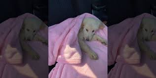 89 for sale by owner in phoenix, az. Sick Puppy Peddlers Fox 11 Tracks Down And Confronts Two New Sick Puppy Peddlers In Fontana