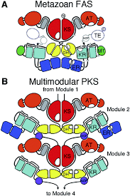 Tes kemampuan verbal ini meliputi sinonim persamaan kata antonim lawan kata analogi dan kolerasi makna. The Structures Of Type I Polyketide Synthases Natural Product Reports Rsc Publishing