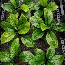 Image result for Culcasia