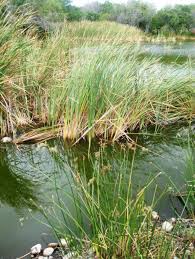 Image result for Scleria lateritica