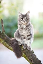 And so, let's find out! Maine Coon Cat Breed Information Temperament Health