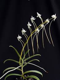 Image result for Aerangis stelligera