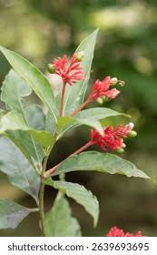 Image result for Rauvolfia afra