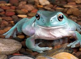 Frequent special offers and discounts up to 70% off for all products! Whites Tree Frog Care Sheet Reptile Centre