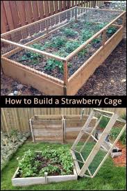 Keep Your Strawberries Away From Critters By Building A Strawberry Cage Raisedgarden Gardenpla Diy Raised Garden Backyard Vegetable Gardens Shed Landscaping