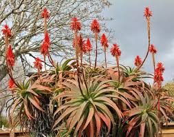 Image result for Aloe arborescens