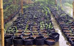 Gunakan polybag dengan ukuran 40 x 50 cm. Cara Menanam Jahe Di Polybag Bibitbunga Com