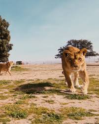 O zoo aquarium de madrid é um dos zoológicos mais antigos do mundo.sua origem remonta a 1770, quando existia no parque do retiro a casa das feras, um espaço onde eram exibidos os animais trazidos de outras partes do mundo. Safari Madrid A Vista De Aguila Facebook
