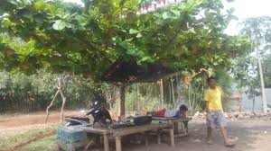 † approx english pronunciation for adalah: Satu Hal Yg Harus Anda Nikmati Adalah Berteduh Dibawah Pohon Ketapang Menikmati Deru Angin Semilir Pohon