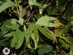 Image result for Lepistemon owariensis