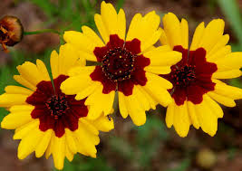 Canadian Flower Seeds Moflowerseeds Flower Seeds Flower Seeds Beautiful Flowers Wildflower Seeds