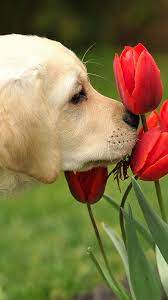 Check spelling or type a new query. Pin On Caes