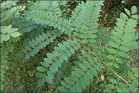 Use them in commercial designs under lifetime, perpetual & worldwide rights. Weed Trees How To Identify And Get Rid Of Them Gardening Tips