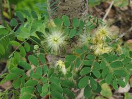 Image result for Albizia lebbeck