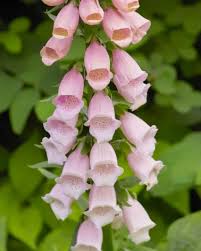 Image result for Digitalis purpurea alba/ red spots