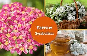Yarrow Flower Symbolism And Meaning Yarrow Flower Yarrow Flower Symbol