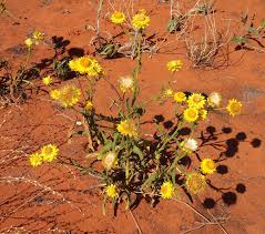We did not find results for: Xerochrysum Bracteatum Wikipedia