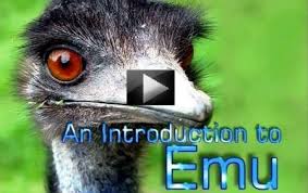 What is an emu chick? Emu Farming Vikaspedia