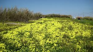 Image result for Oxalis pes-caprae