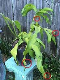 Night Blooming Cereus Care Arizona Queen Of The Night Care And Bloom Night Blooming Flowers Plant Cuttings Orchid Cactus