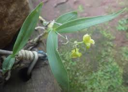 Image result for Polystachya anastacialynae