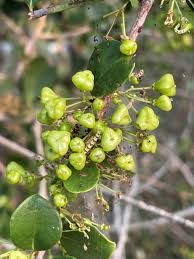 Image result for Gymnosporia buchananii